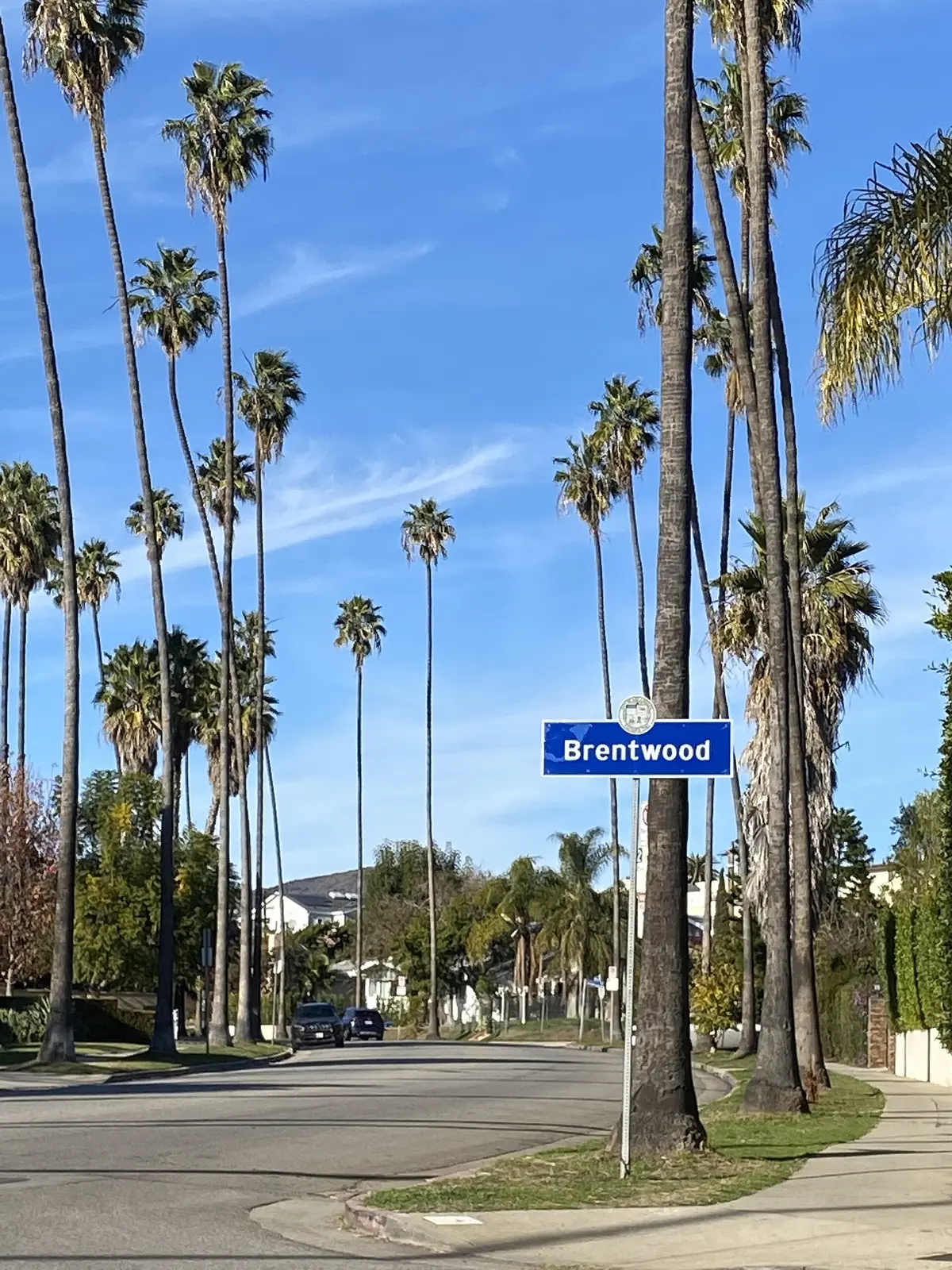 Brentwood, California — Brentwood Bundy palms
